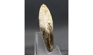 Phlycticeras dorsocavatum
