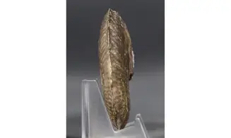 Phlycticeras dorsocavatum