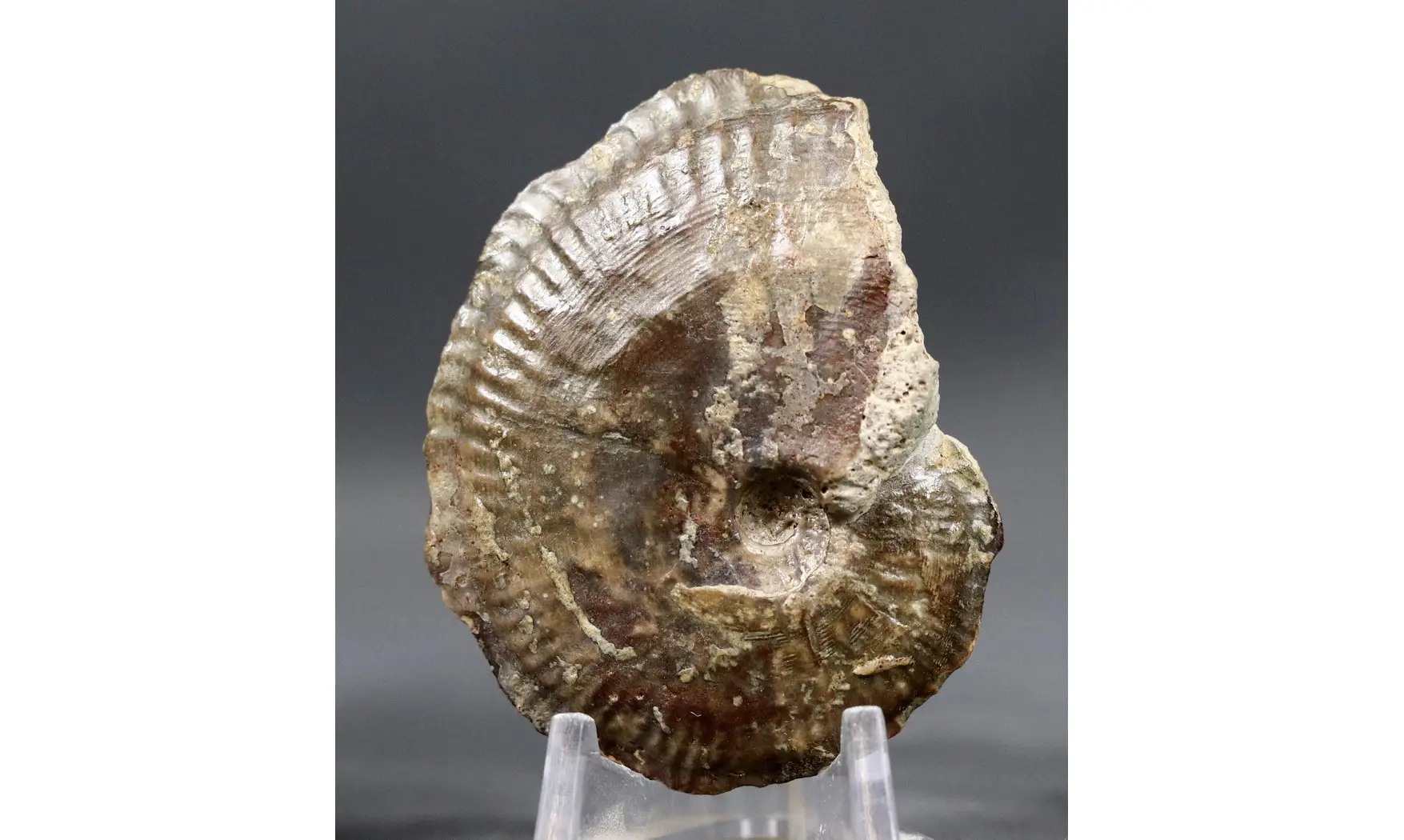 Phlycticeras dorsocavatum