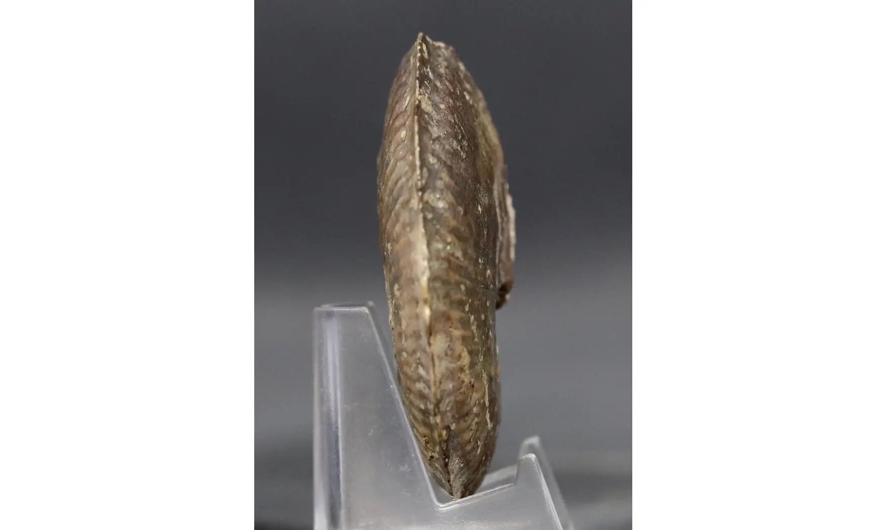 Phlycticeras dorsocavatum