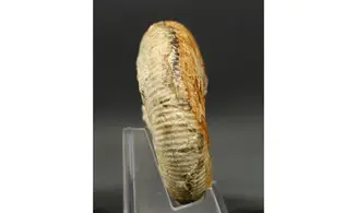 Procerites schlönbachi