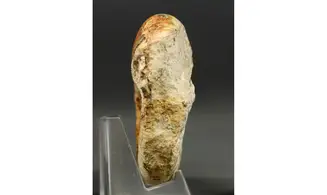Procerites schlönbachi