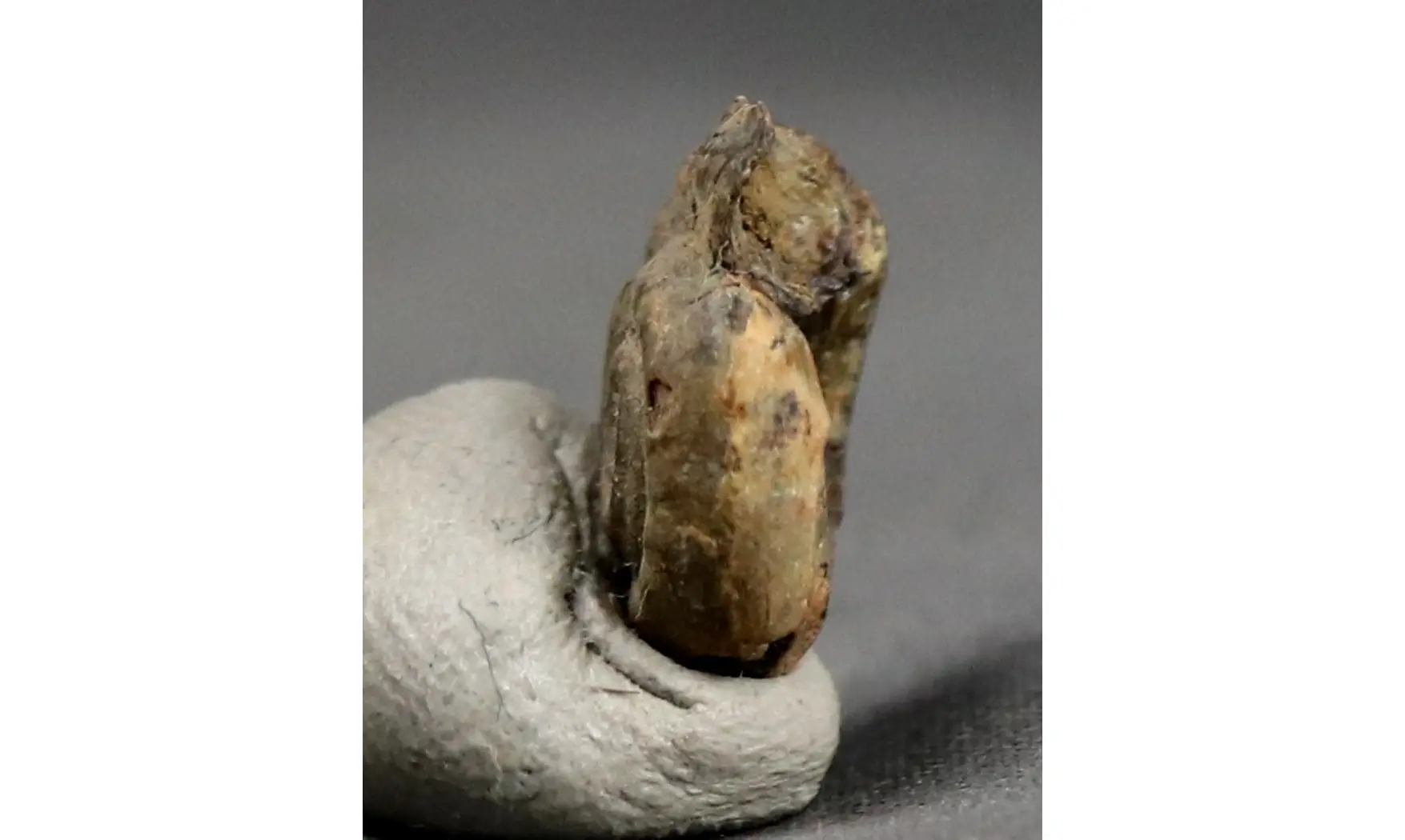 Straparollus N. Sp