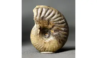 Oxycerites seebachi