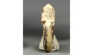 Oxycerites seebachi
