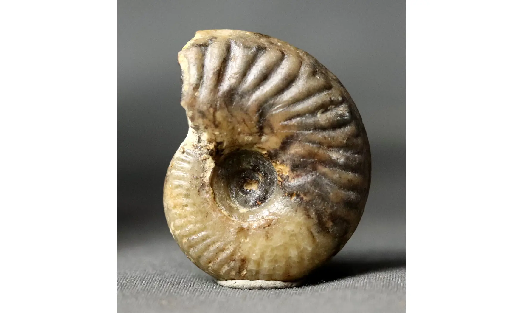 Oxycerites seebachi