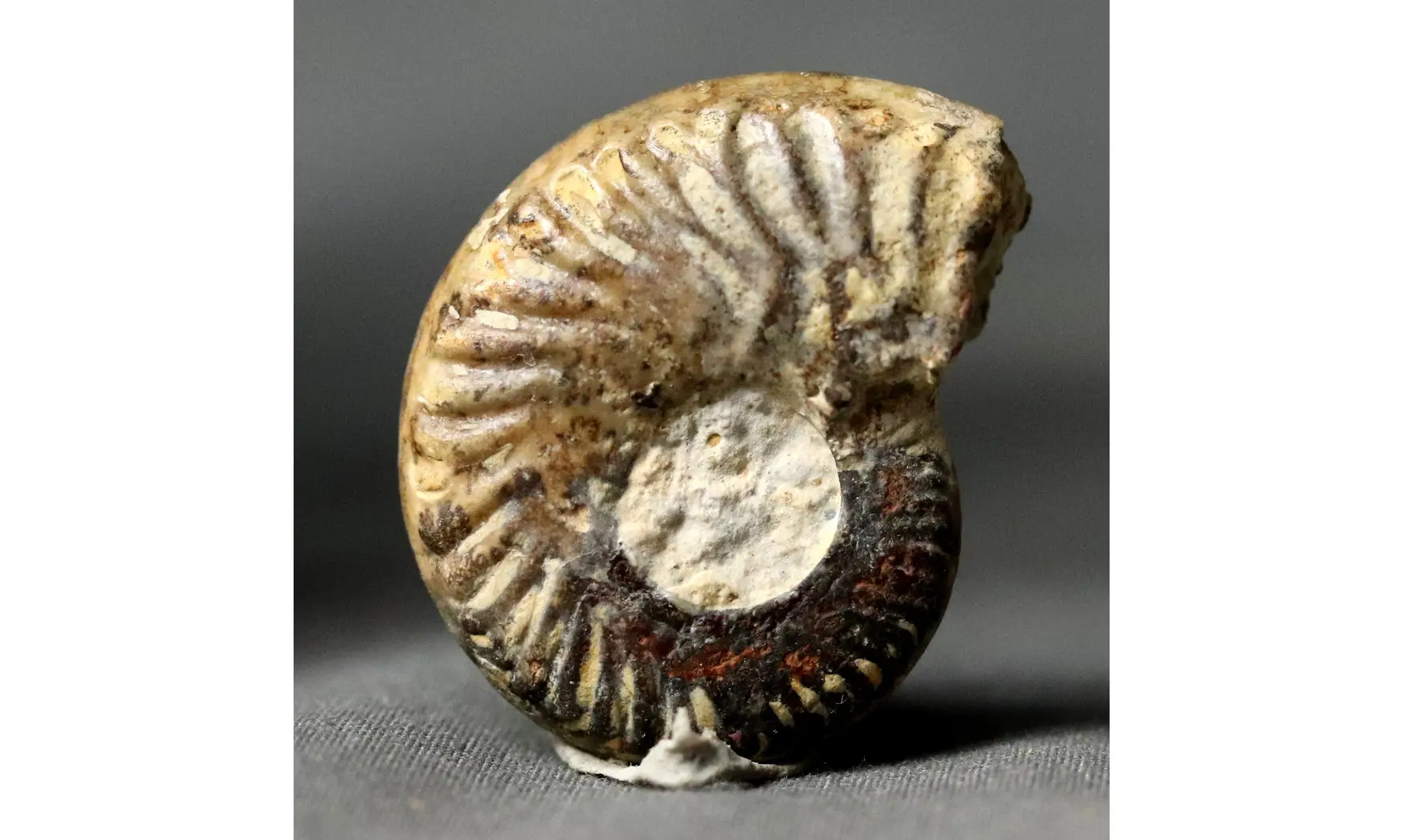 Oxycerites seebachi