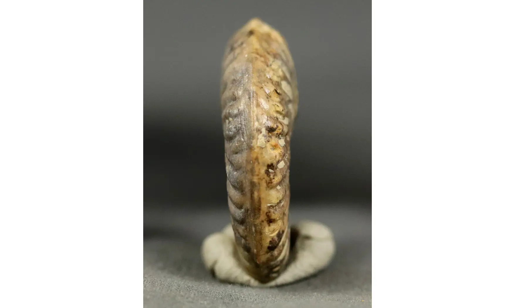 Oxycerites seebachi