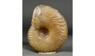 Oxycerites seebachi