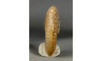 Oxycerites seebachi