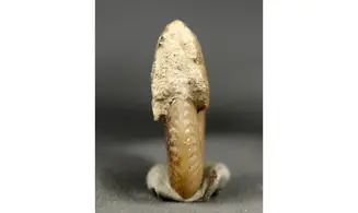 Oxycerites seebachi
