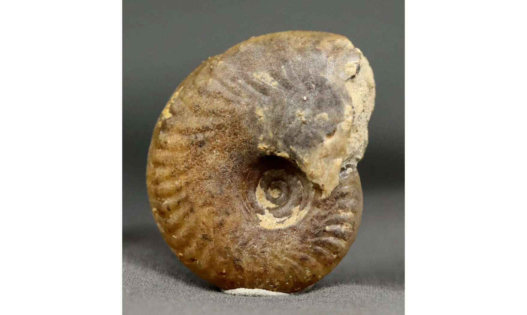 Oxycerites seebachi