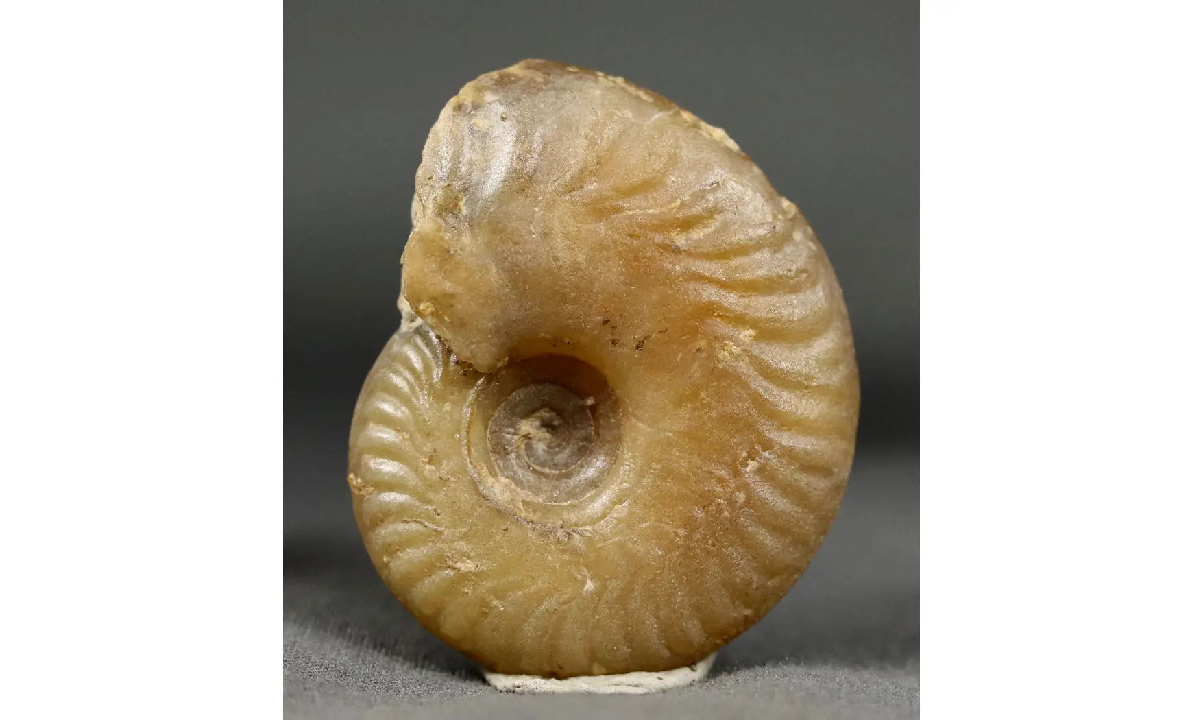 Oxycerites seebachi