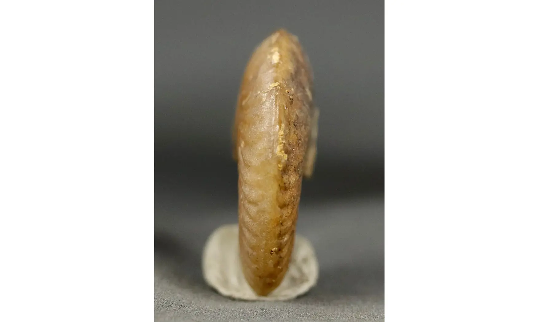 Oxycerites seebachi