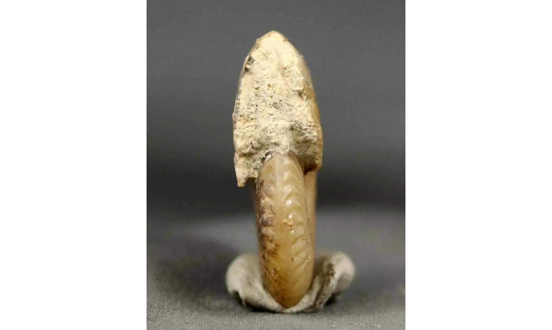 Oxycerites seebachi