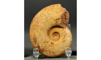 Lissoceratoides erato