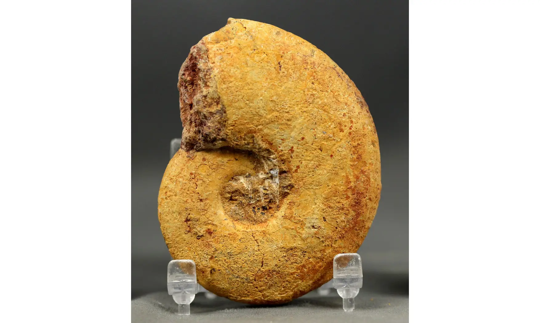 Lissoceratoides erato