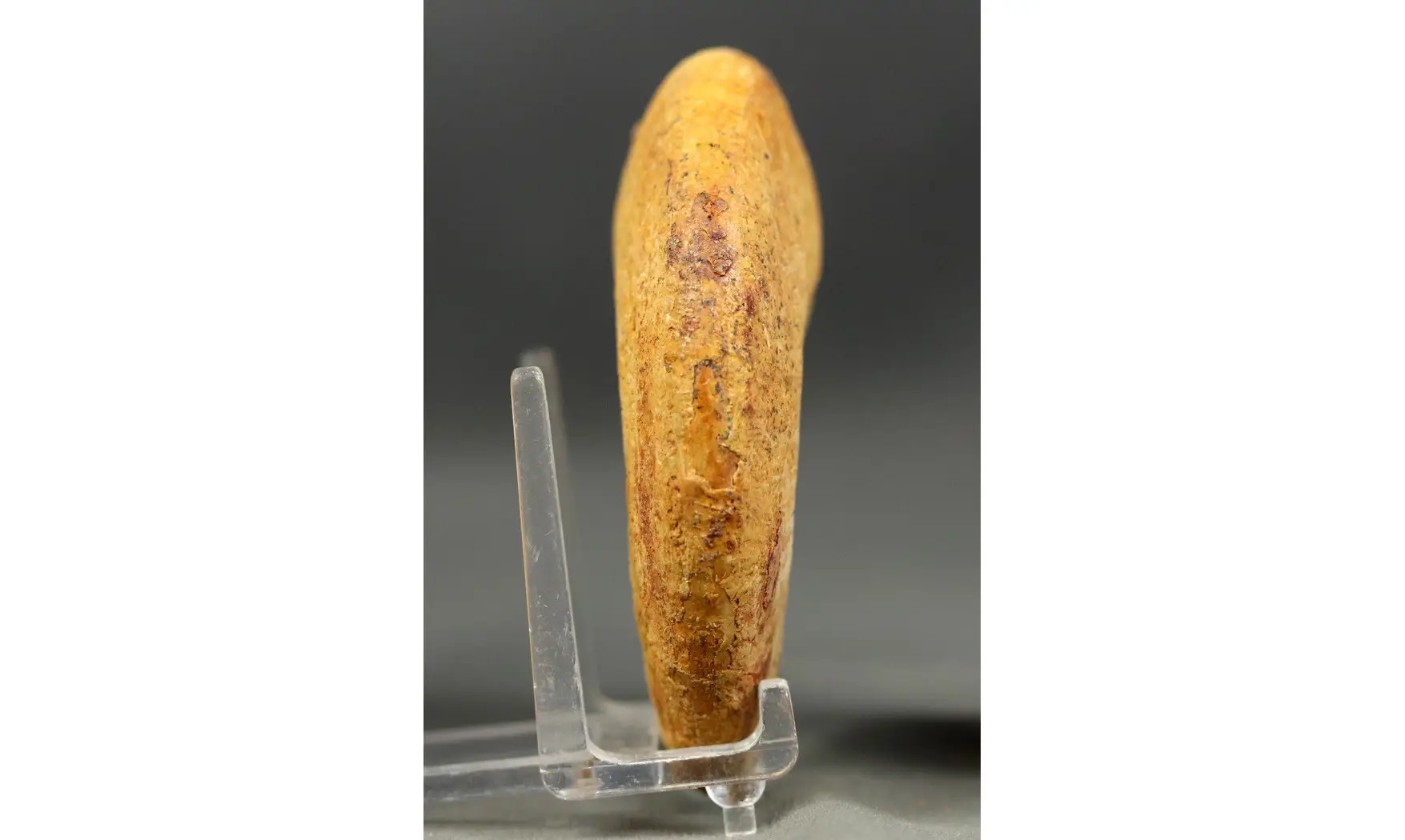 Lissoceratoides erato