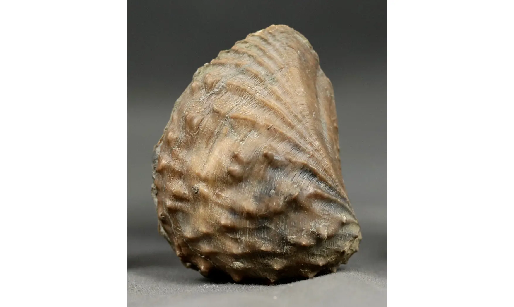 Myophorella lusitanica