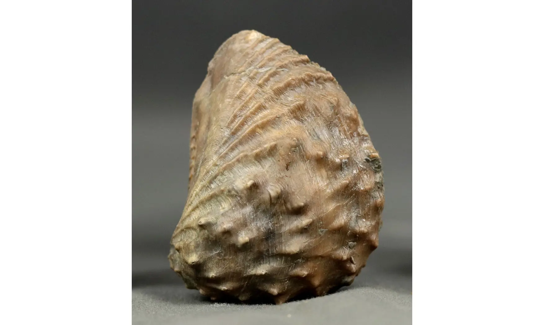 Myophorella lusitanica