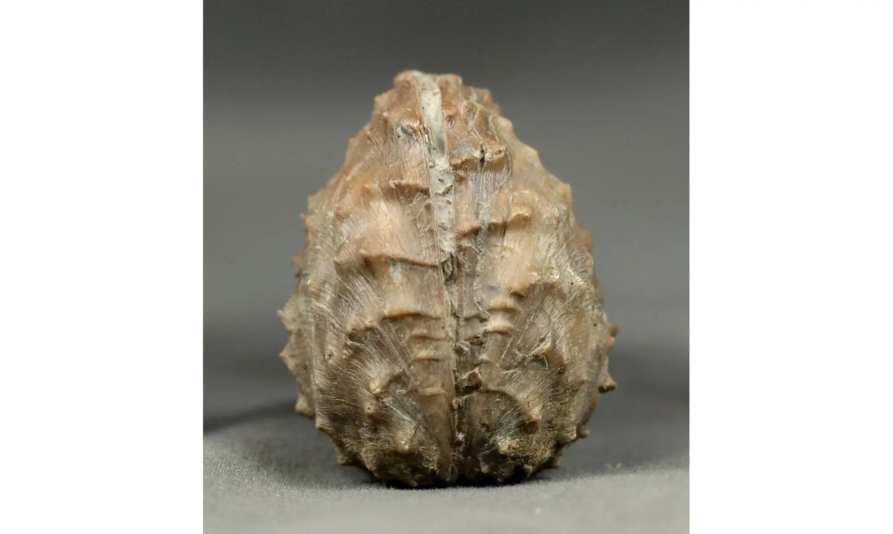 Myophorella lusitanica