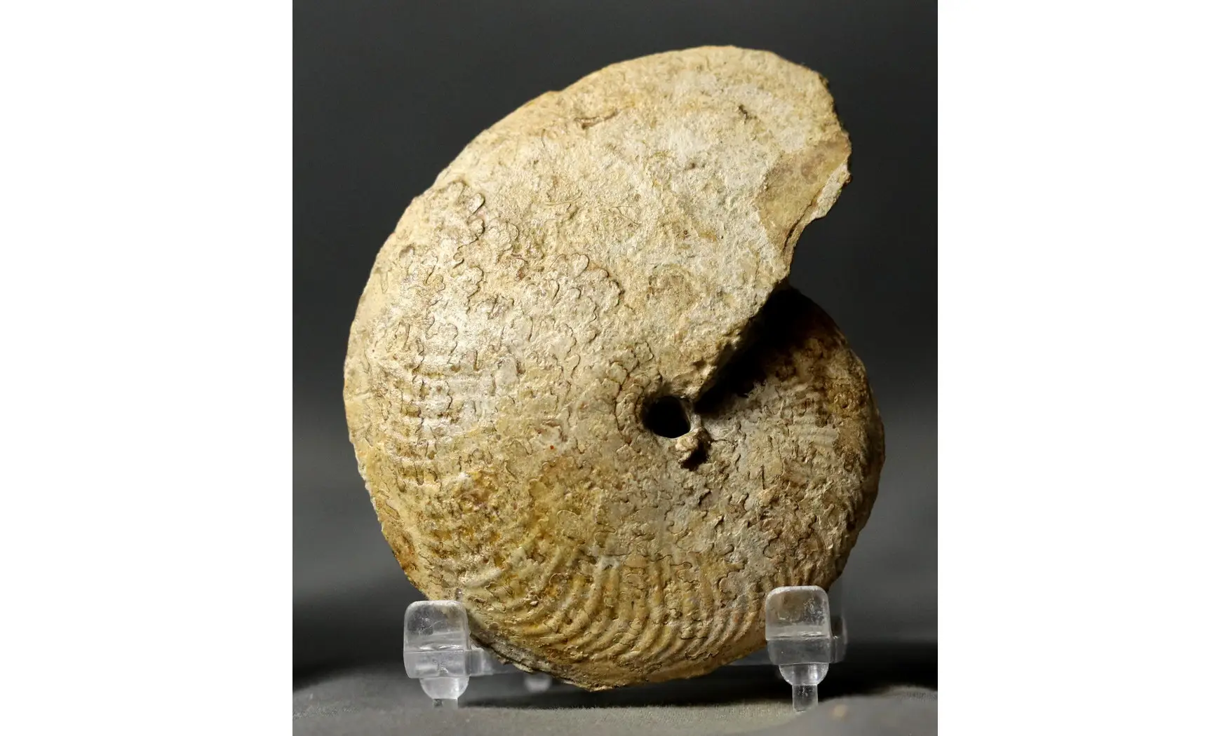 Clydoniceras discus