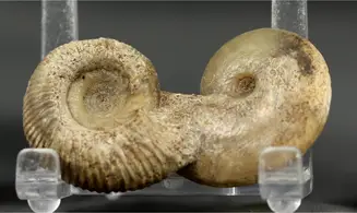 Procerozigzag pseudoprocerum & Oppelia