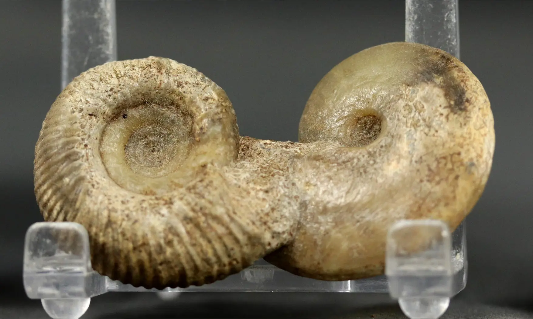 Procerozigzag pseudoprocerum & Oppelia