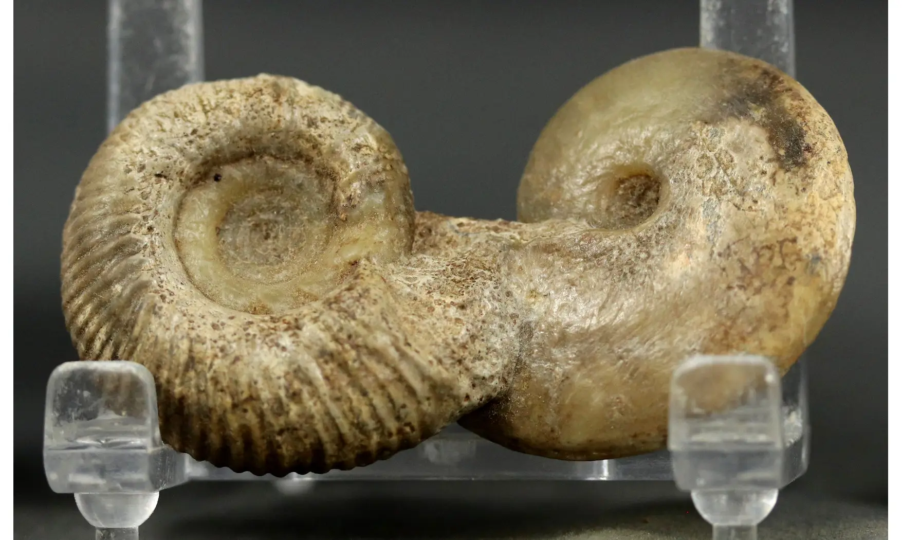 Procerozigzag pseudoprocerum & Oppelia
