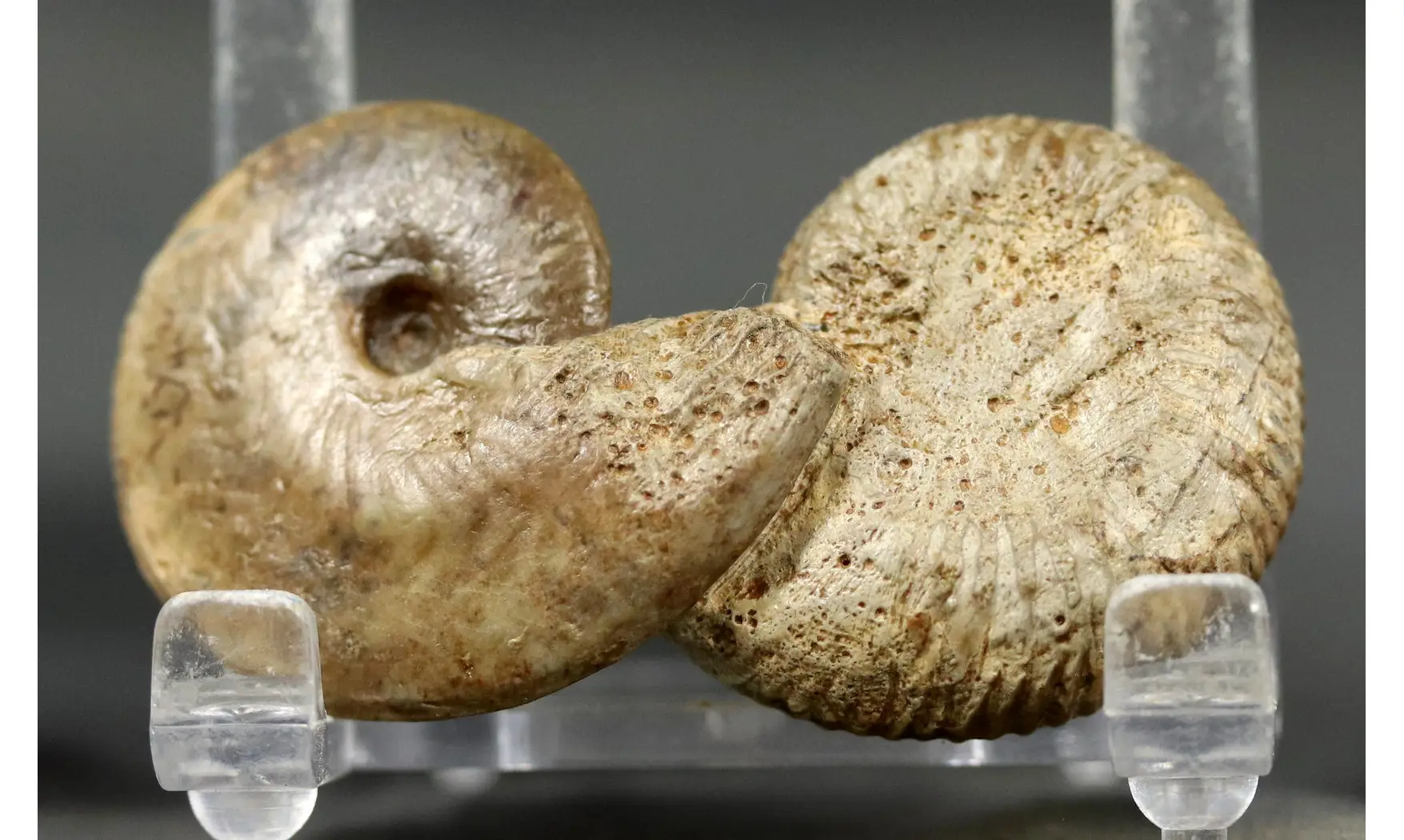 Procerozigzag pseudoprocerum & Oppelia
