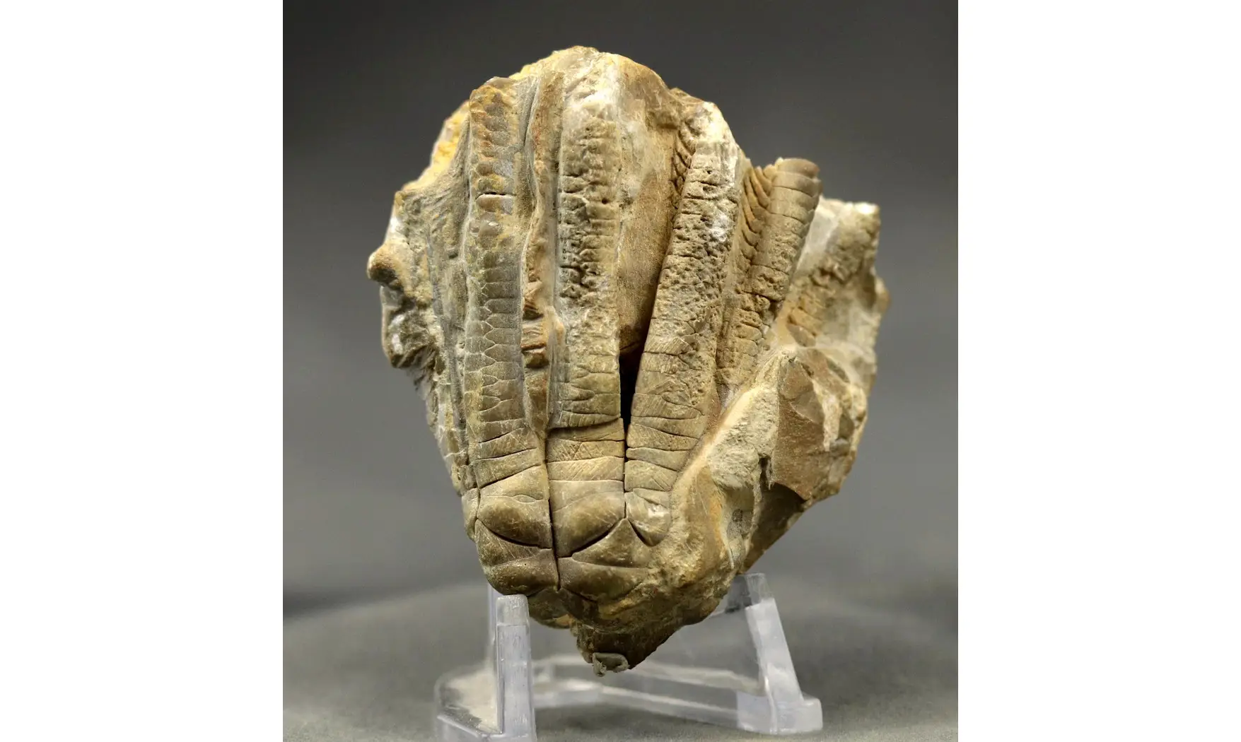 Encrinus liliiformis