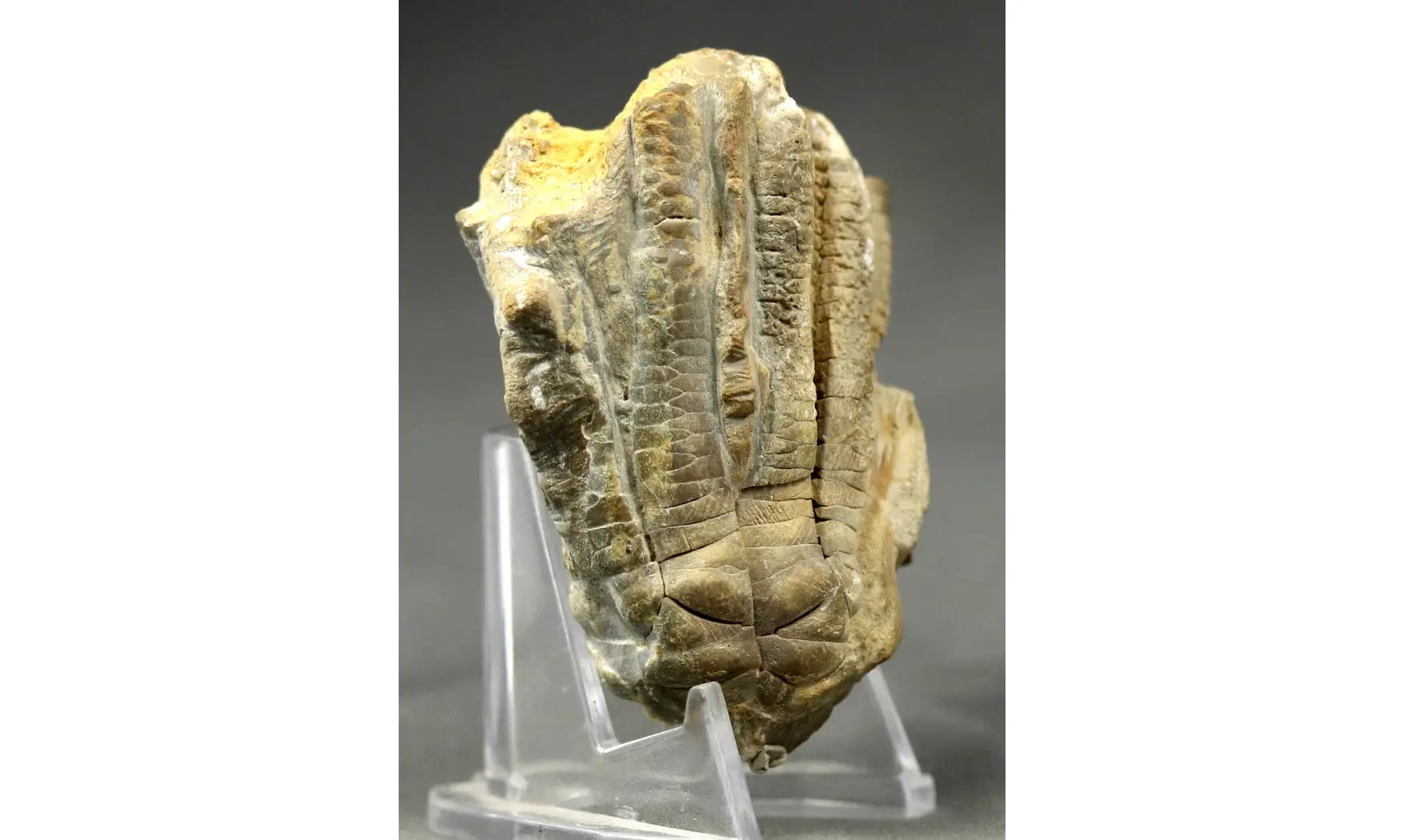 Encrinus liliiformis