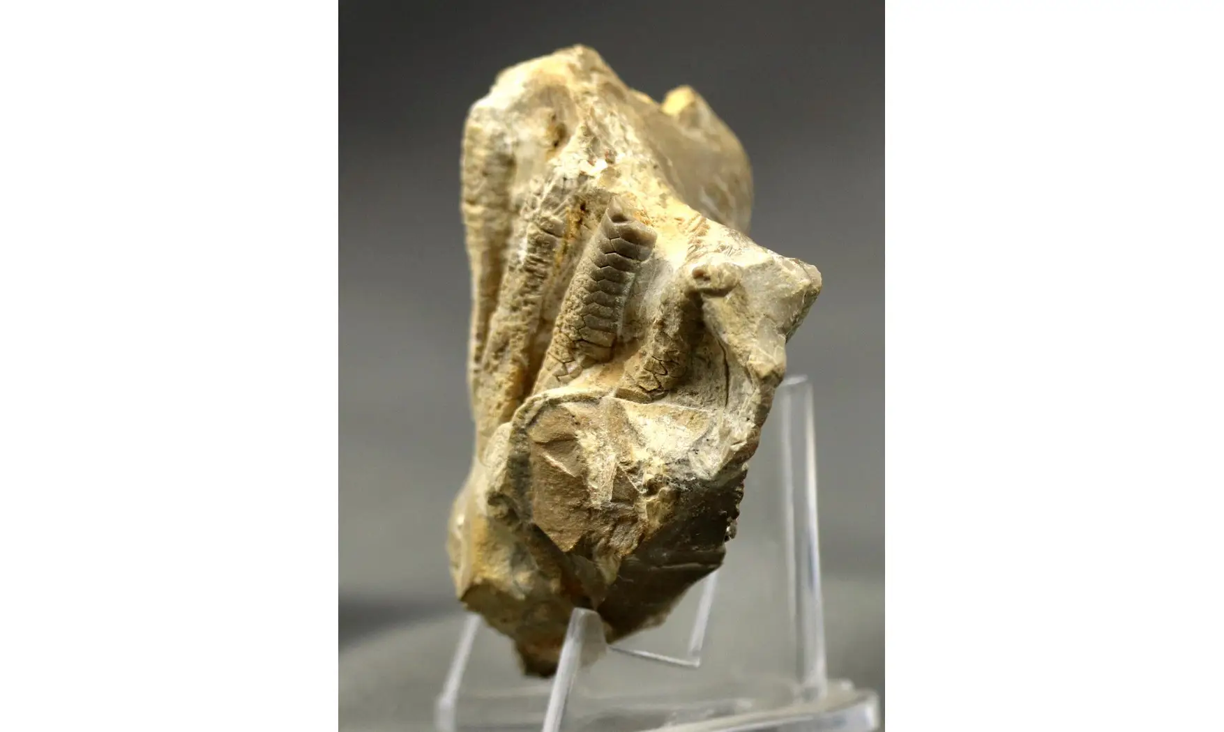 Encrinus liliiformis