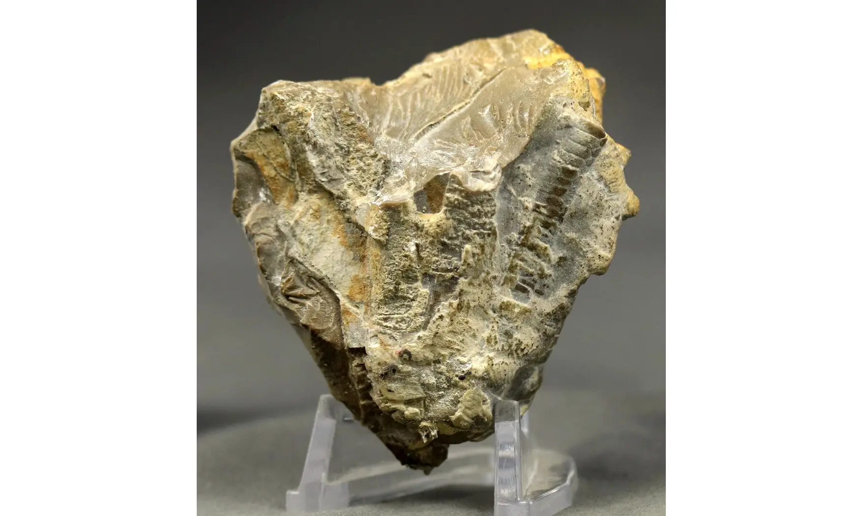 Encrinus liliiformis