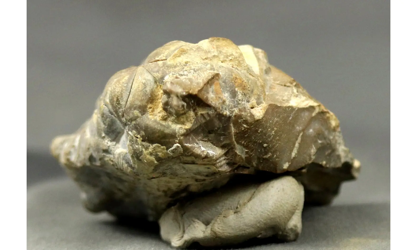 Encrinus liliiformis