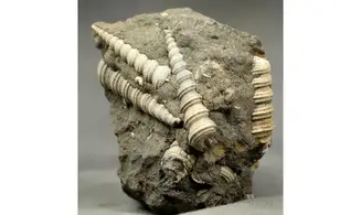 Turritella badensis