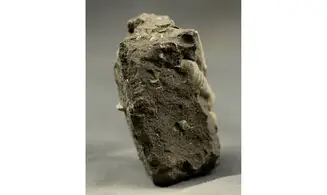 Turritella badensis