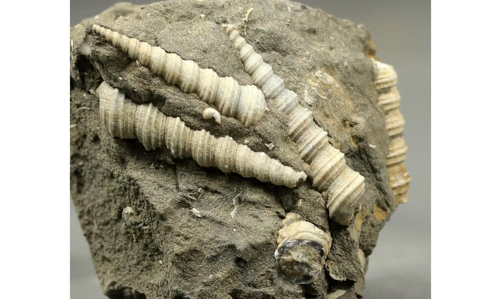 Turritella badensis