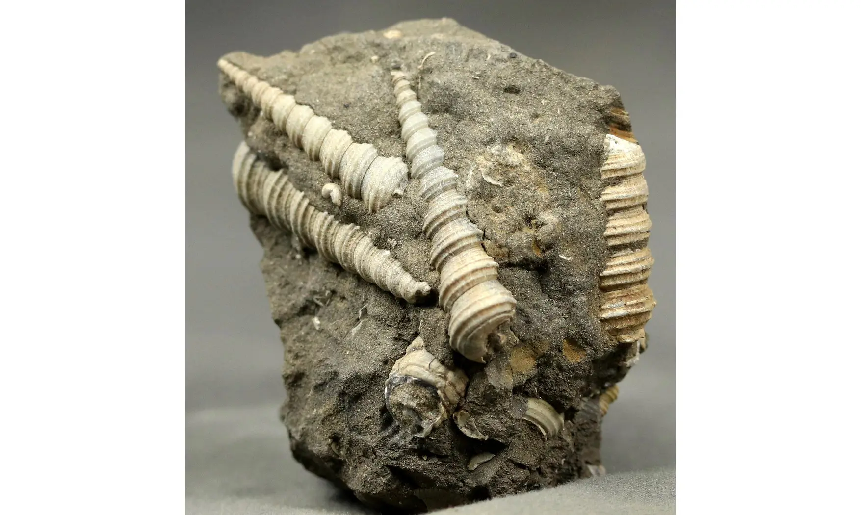 Turritella badensis