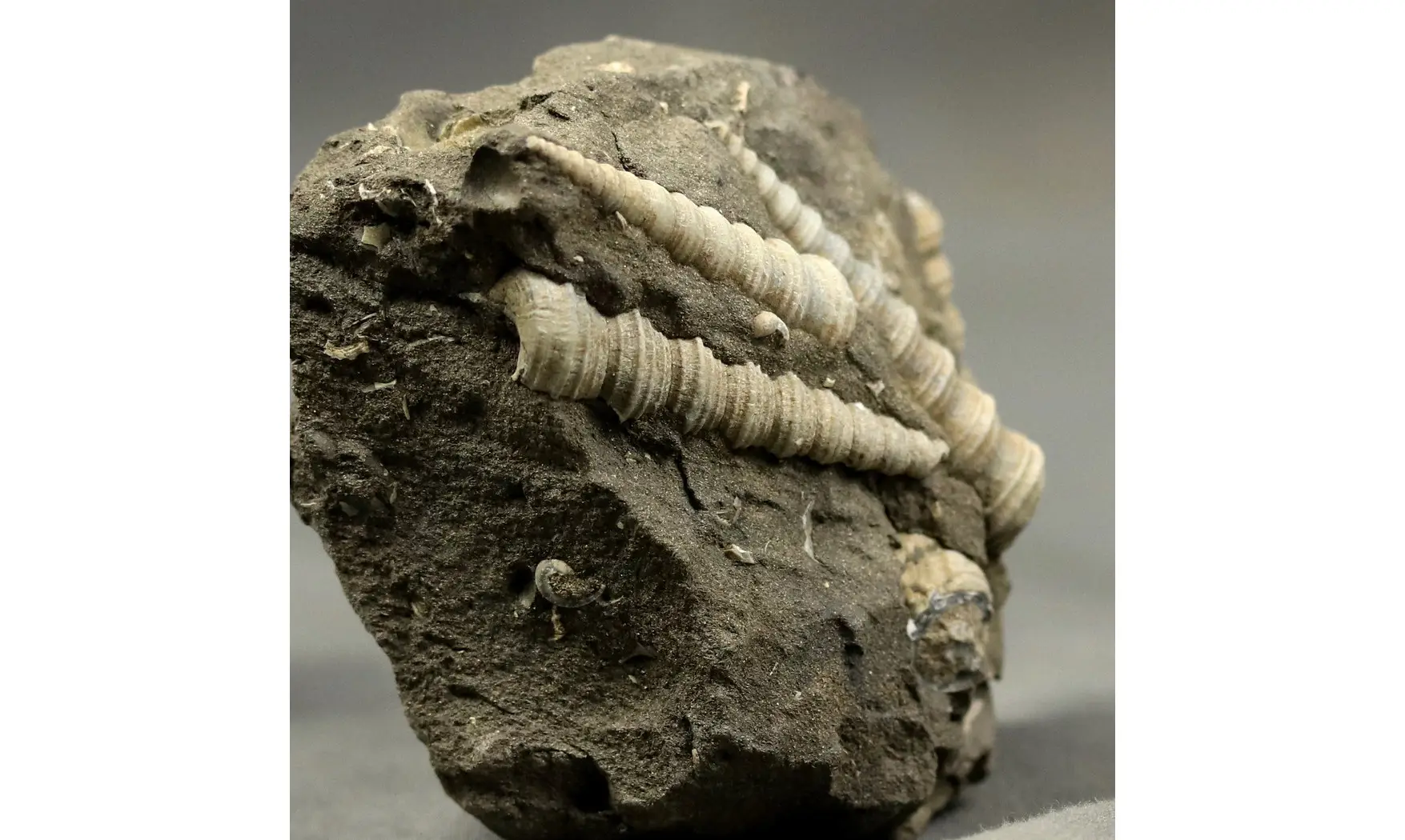 Turritella badensis
