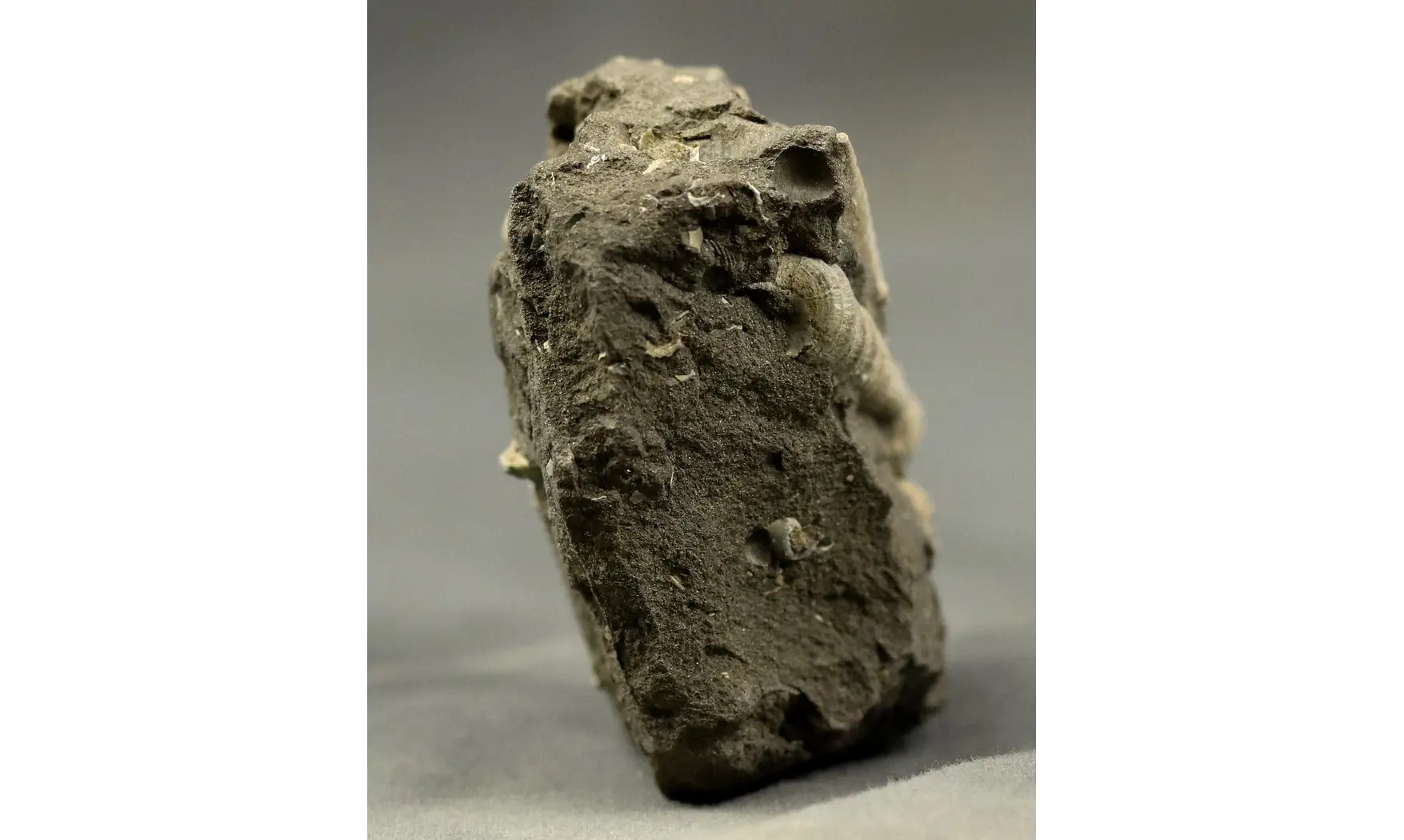 Turritella badensis