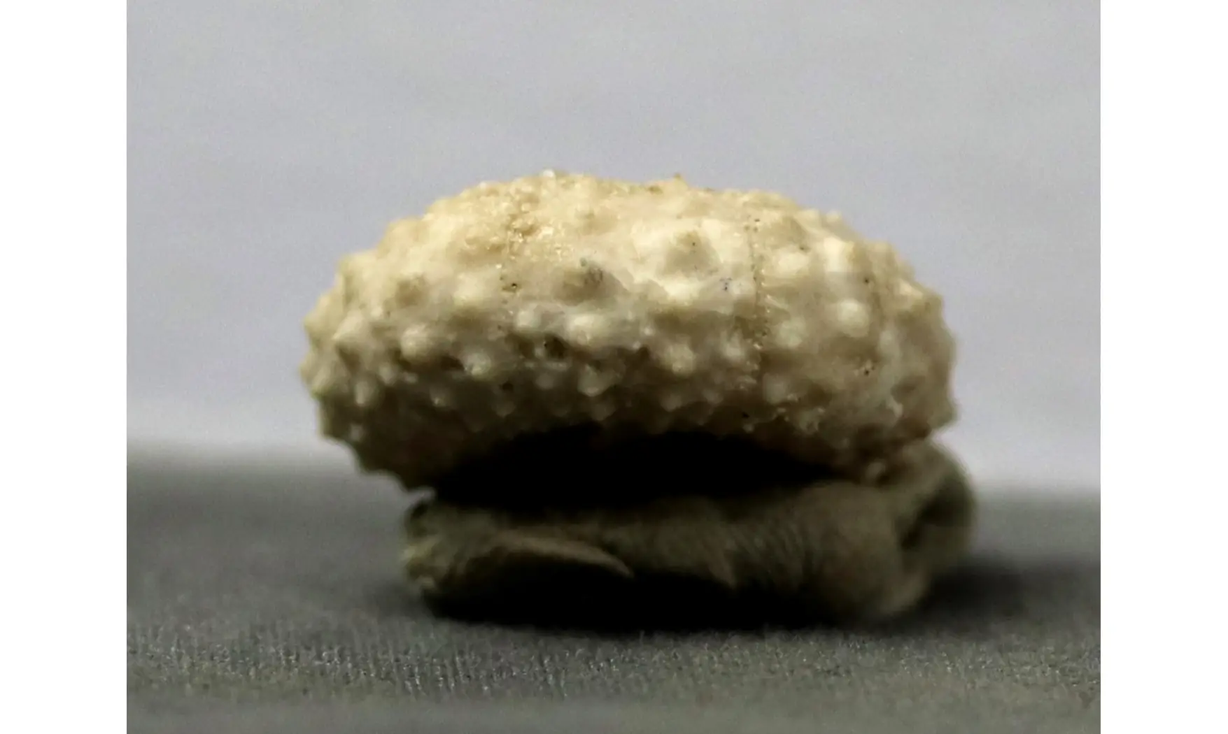 Tiaromma michelini