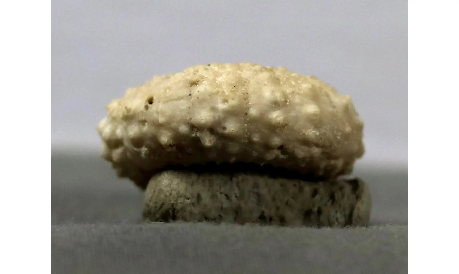 Tiaromma michelini