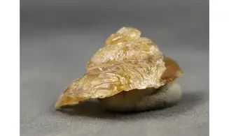 Fossile en calcite