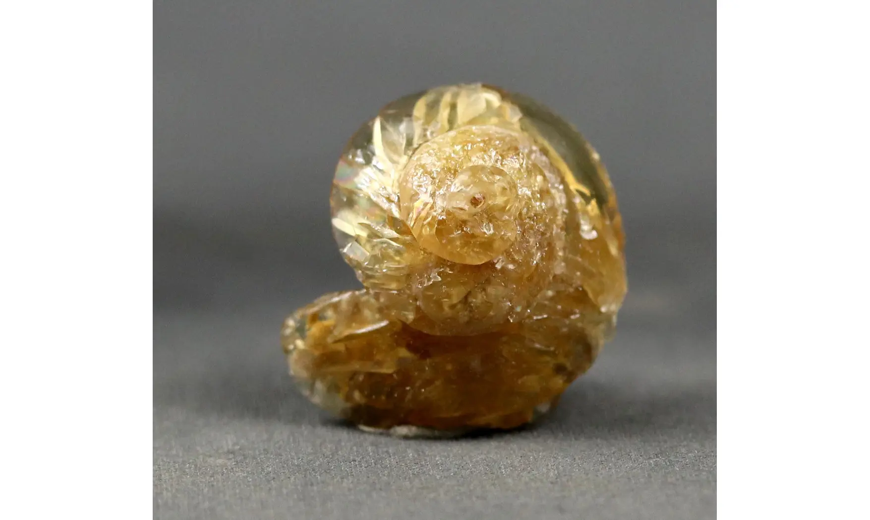 Fossile en calcite