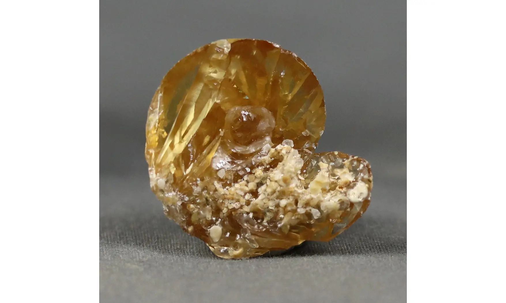 Fossile en calcite