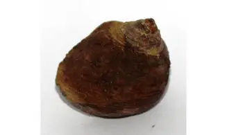 CINCLIDONEMA MAROCENSIS