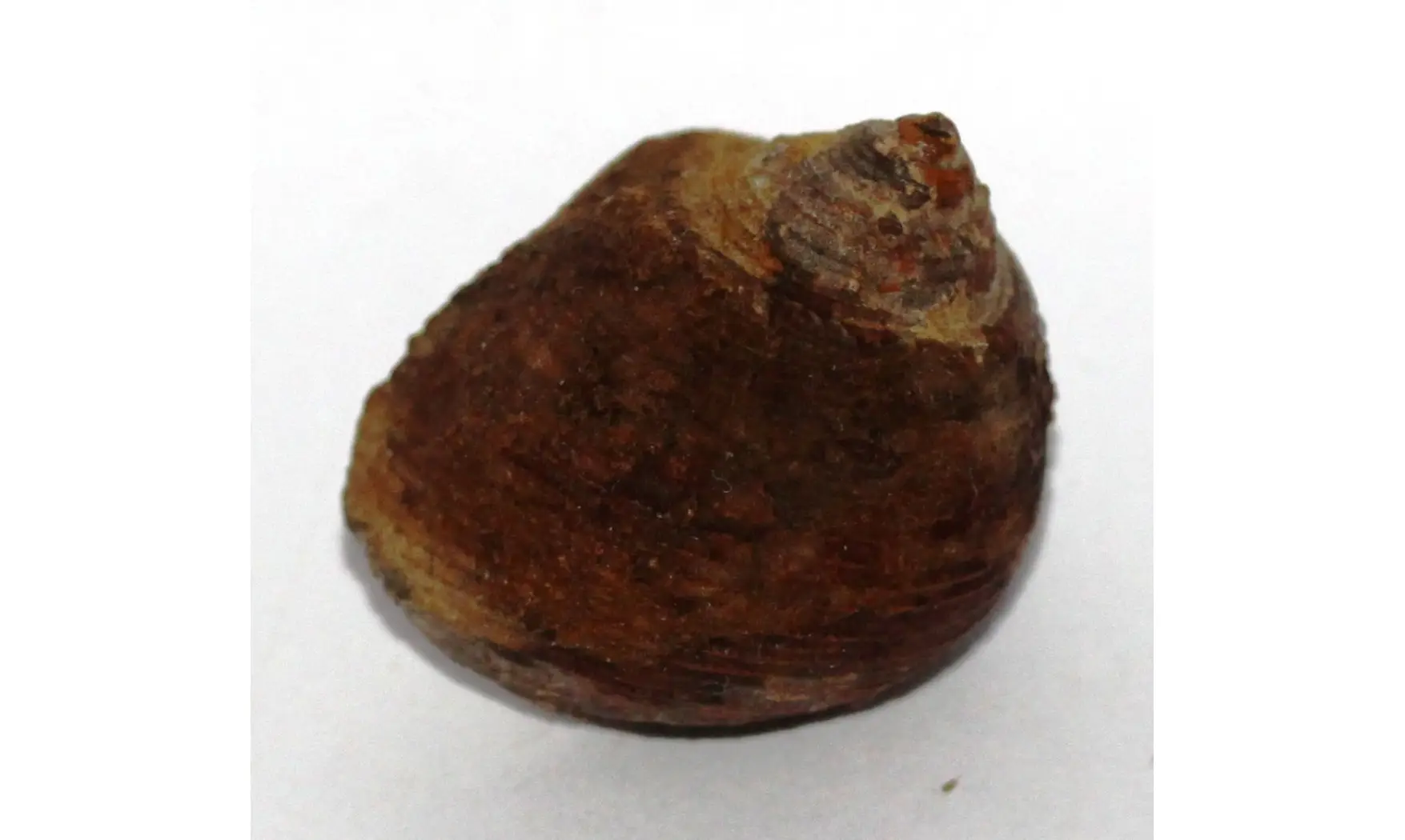 CINCLIDONEMA MAROCENSIS