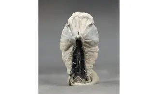 Dasyatis species
