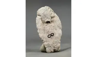Dasyatis species